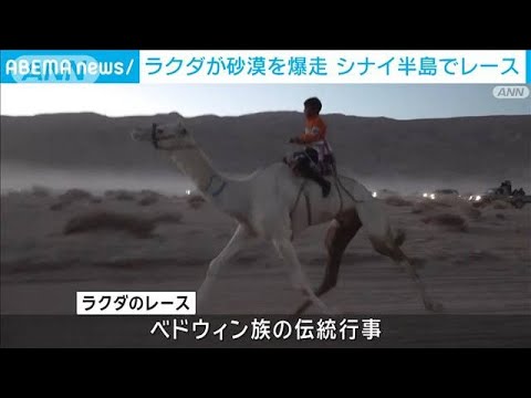 ラクダが砂漠を爆走　エジプト・シナイ半島でレース(2024年1月18日)