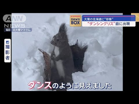 大雪の北海道に“珍客”　庭に“ダンシングリス”出現【スーパーJチャンネル】(2024年1月19日)