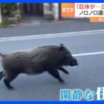 「巨体が…」京都の街中をイノシシが疾走！宮城ではノロノロ運転の先に…犬！｜TBS NEWS DIG
