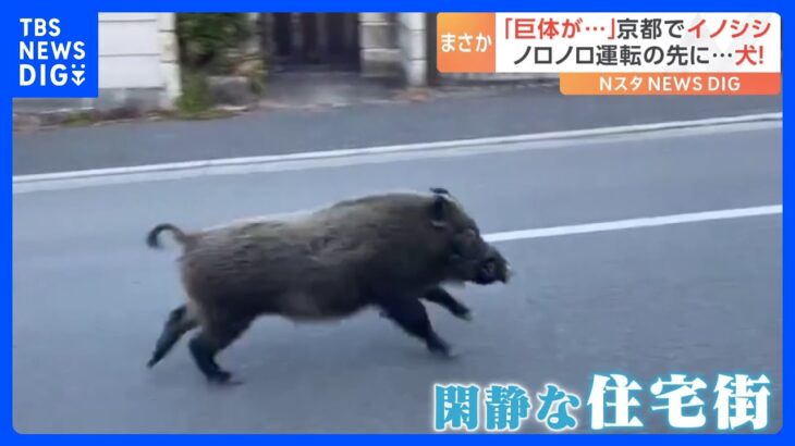 「巨体が…」京都の街中をイノシシが疾走！宮城ではノロノロ運転の先に…犬！｜TBS NEWS DIG