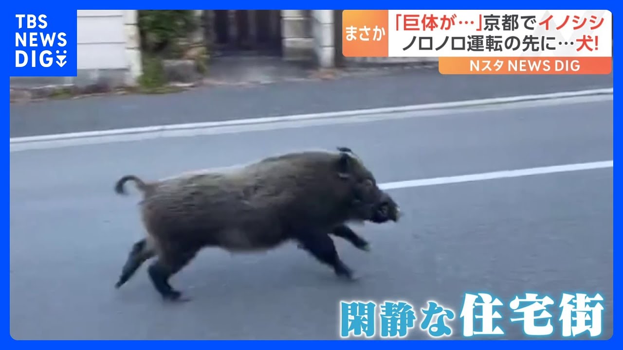 「巨体が…」京都の街中をイノシシが疾走！宮城ではノロノロ運転の先に…犬！｜TBS&nbsp;NEWS&nbsp;DIG