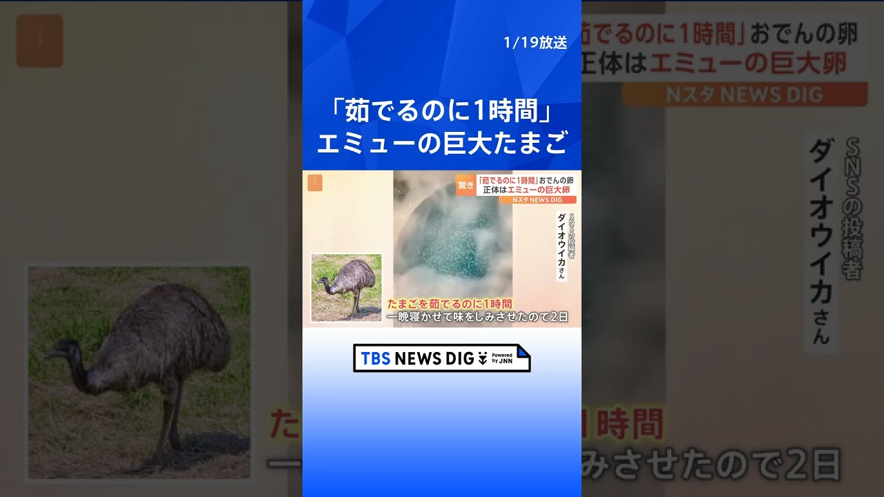 「でっっっっか！」いま話題のおでんに入った巨大なたまご　正体は…エミュー！  | TBS NEWS DIG #shorts