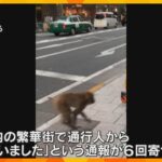 「サルが出た」京都市内の繁華街で通報相次ぐ「普通に平然と渡っていった」警察は注意呼びかけ_1/20