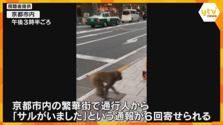 「サルが出た」京都市内の繁華街で通報相次ぐ「普通に平然と渡っていった」警察は注意呼びかけ_1/20