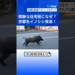 「巨体が…」京都の街中をイノシシが疾走！宮城ではノロノロ運転の先に…犬！｜TBS NEWS DIG #shorts