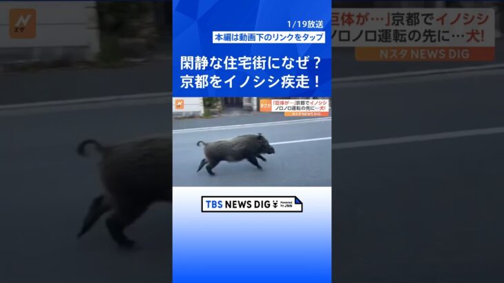 「巨体が…」京都の街中をイノシシが疾走！宮城ではノロノロ運転の先に…犬！｜TBS NEWS DIG #shorts
