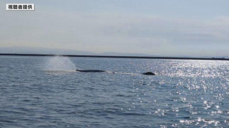 【動画速報】「潮を吹いていた」大阪湾で再びクジラ目撃相次ぐ「体長７メートル超」海保が注意喚起