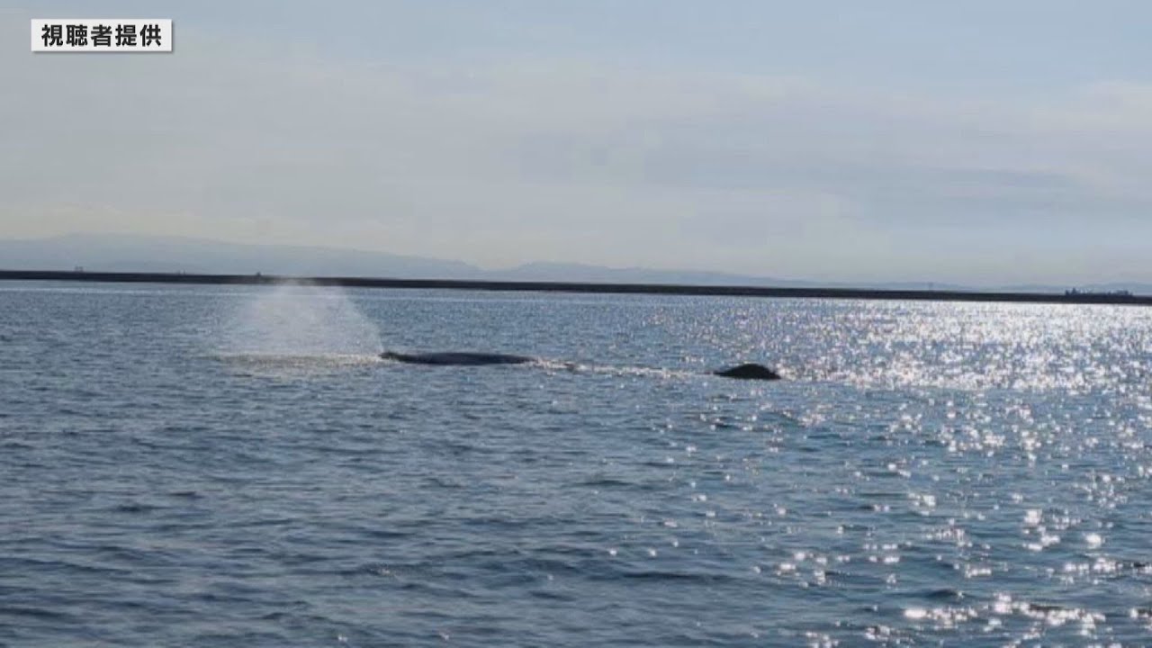 【動画速報】「潮を吹いていた」大阪湾で再びクジラ目撃相次ぐ「体長７メートル超」海保が注意喚起