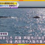 「潮を吹いていた」大阪湾で目撃相次ぐクジラの撮影に成功　体長7ｍ超か　海保が船舶に注意呼び掛け