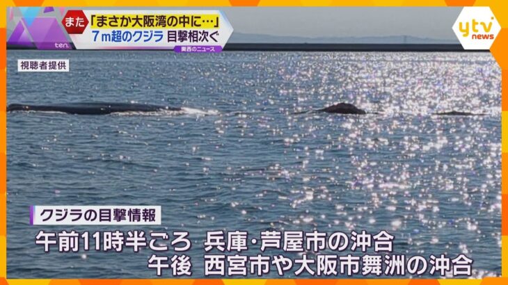 「潮を吹いていた」大阪湾で目撃相次ぐクジラの撮影に成功　体長7ｍ超か　海保が船舶に注意呼び掛け
