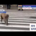 サルが“上手に”横断歩道を渡る　京都の中心街騒然【スーパーJチャンネル】(2024年1月23日)