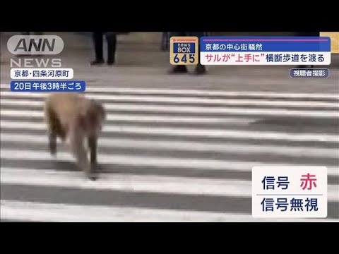 サルが“上手に”横断歩道を渡る　京都の中心街騒然【スーパーJチャンネル】(2024年1月23日)