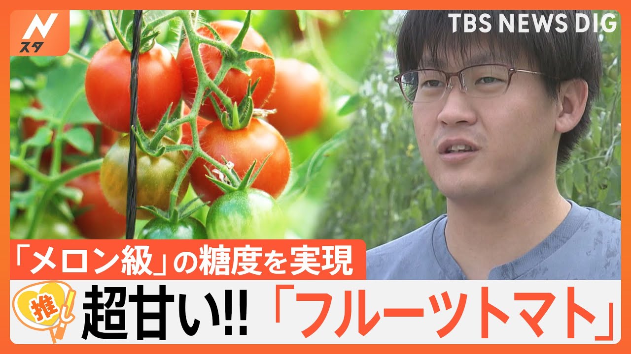 超甘い!!フルーツトマト「メロンに匹敵」の糖度実現の秘訣は？31歳社長の挑戦【ゲキ推しさん】｜TBS&nbsp;NEWS&nbsp;DIG