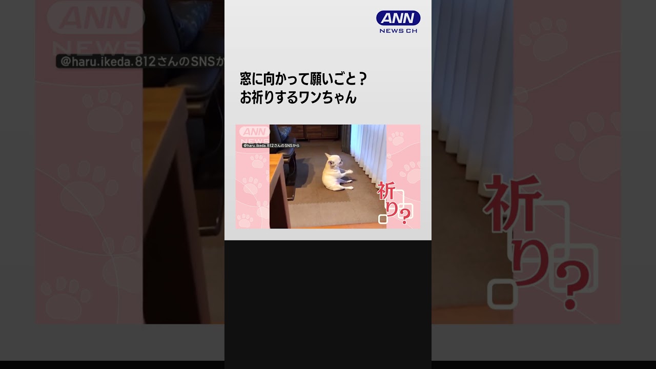 窓に向かって願いごと? お祈りするワンちゃん 何度も前脚を合わせ頭下げ 実は… #shorts