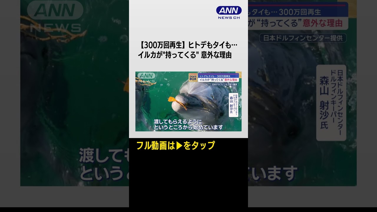 ヒトデもタイも…イルカが“持ってくる”意外な理由 動画が300万回再生 #shorts