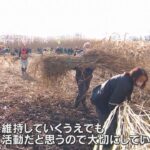 生態系維持へ琵琶湖岸のヨシ刈り取り作業　住民など約５００人が参加　滋賀・大津市