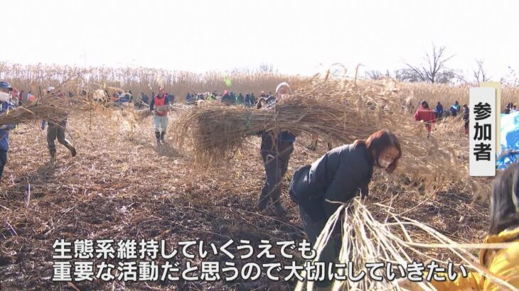生態系維持へ琵琶湖岸のヨシ刈り取り作業　住民など約５００人が参加　滋賀・大津市