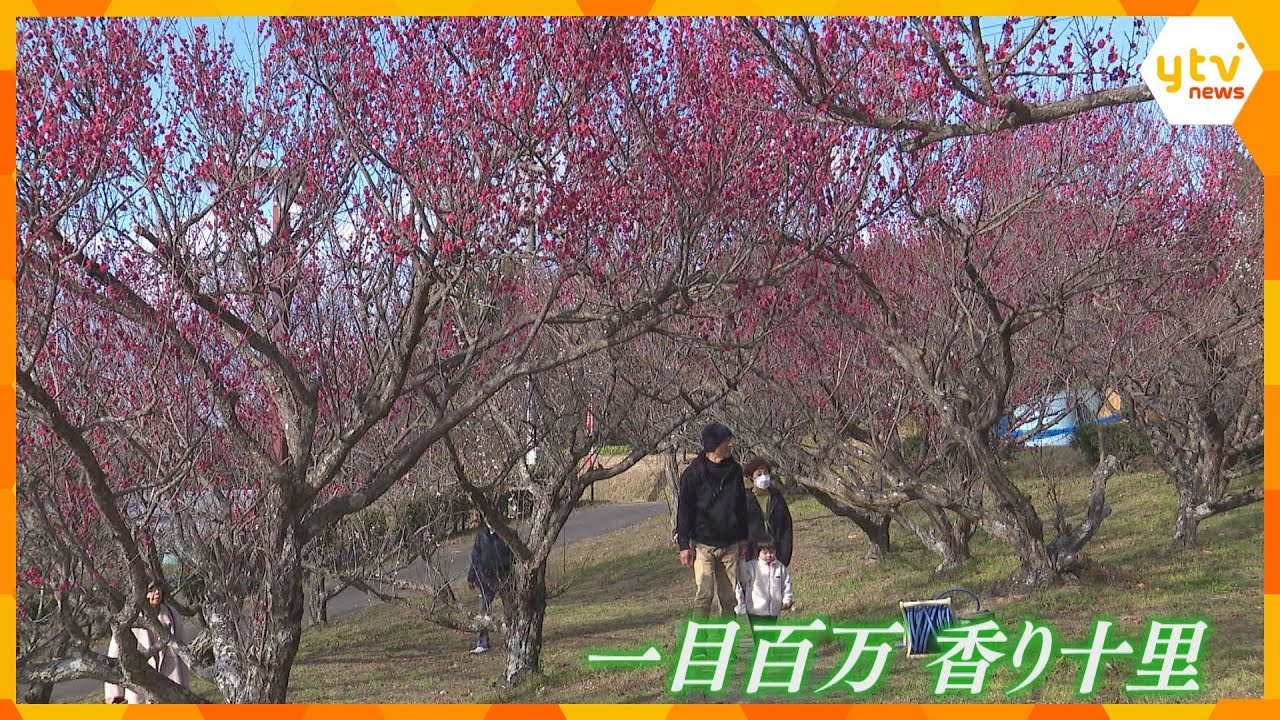 山の斜面に広がる約8万本の梅　日本最大級の「南部梅林」開園、早くも見ごろ迎える　和歌山・みなべ町
