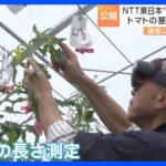 NTT東日本がスマート農業の技術を公開　少子高齢化や担い手不足に対応する考え｜TBS NEWS DIG