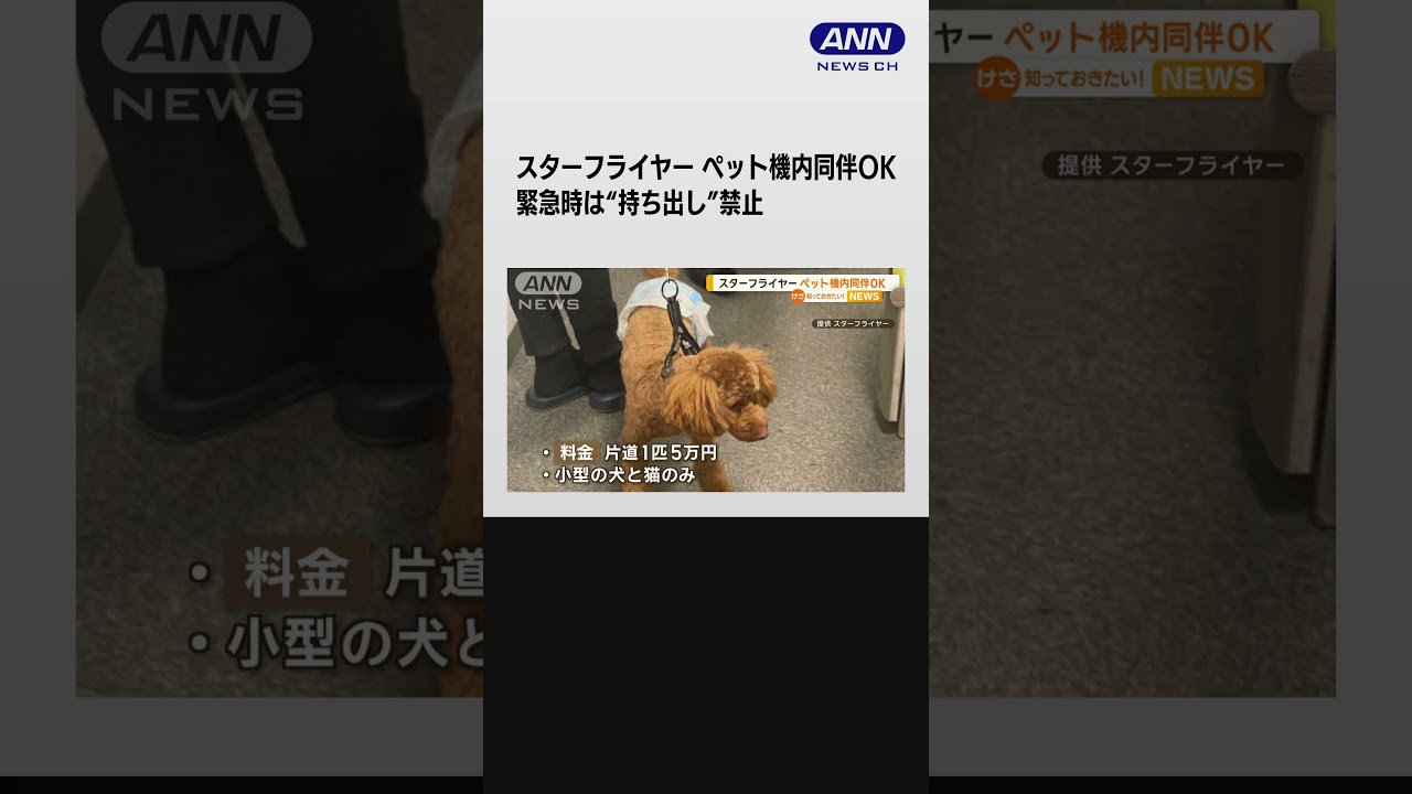 スターフライヤー　「ペット機内同伴OK」国内線全路線で　緊急時は“持ち出し”禁止 #shorts