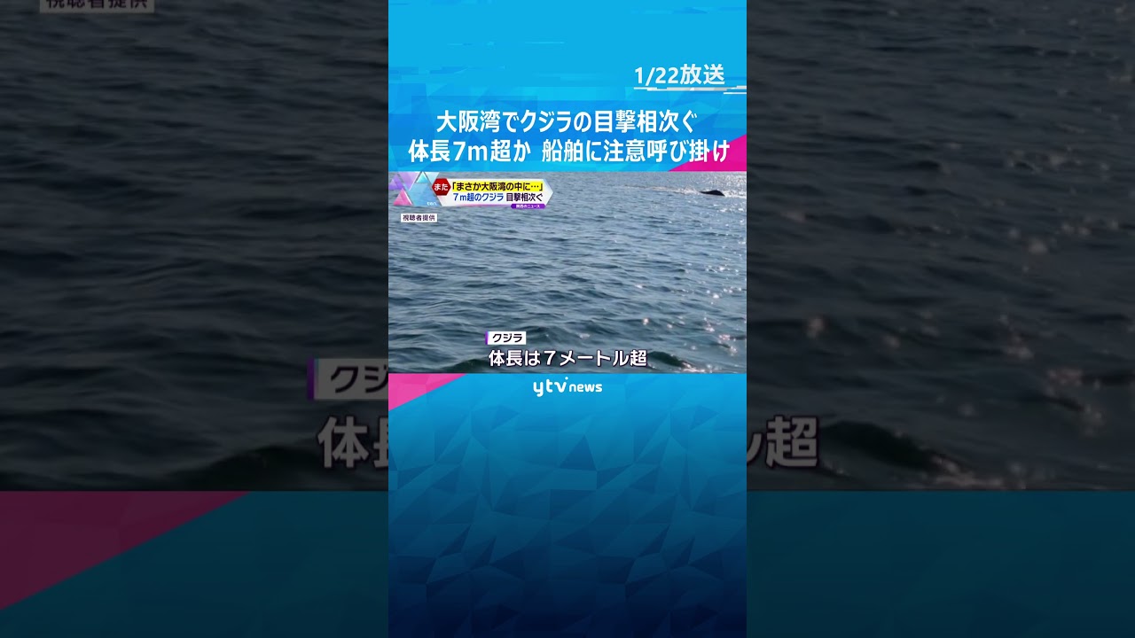 潮吹く様子も…！大阪湾で”クジラ”目撃相次ぐ#shorts #読売テレビニュース