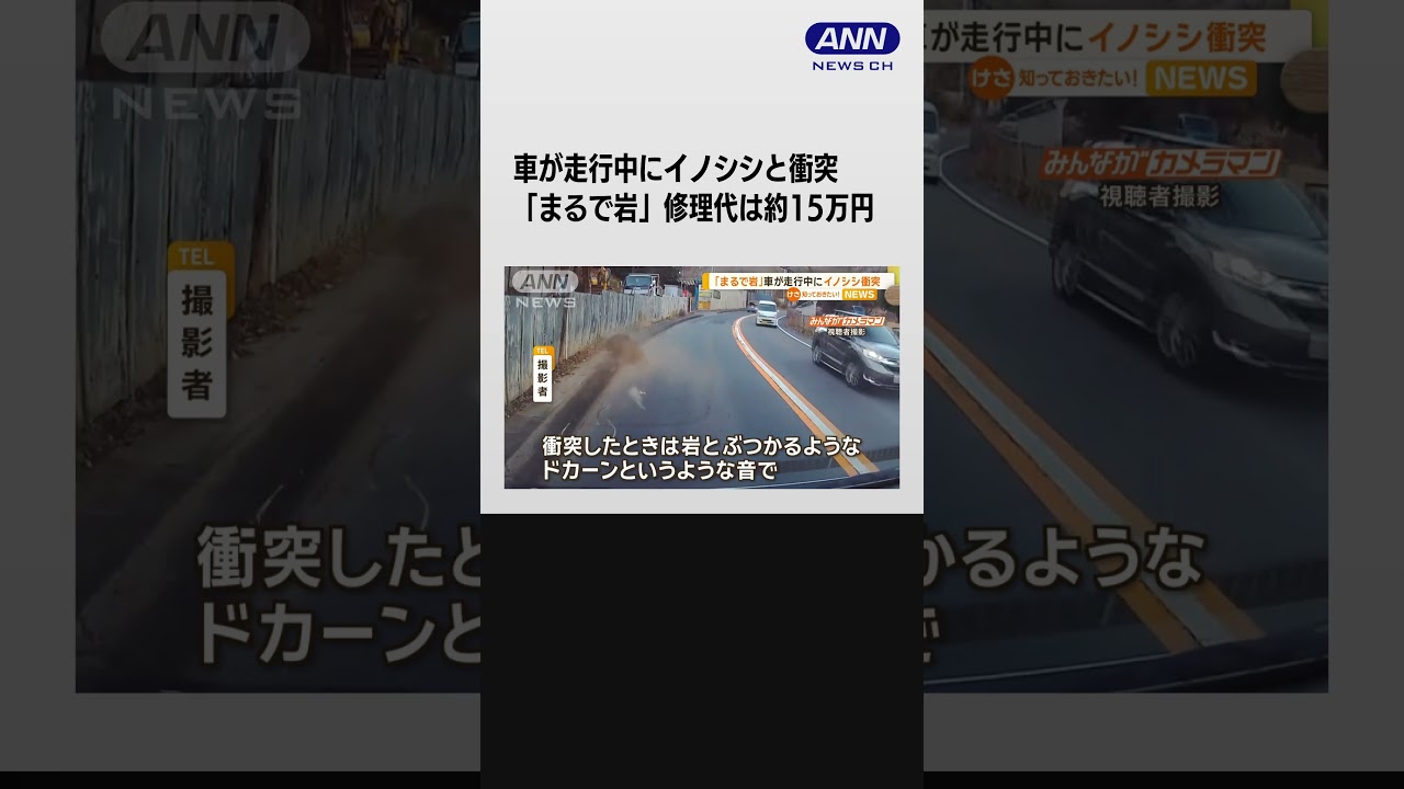 「まるで岩」 車走行中に…イノシシと衝突 #shorts