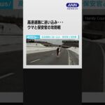 高速道路にウマが…保安官と攻防戦 #shorts