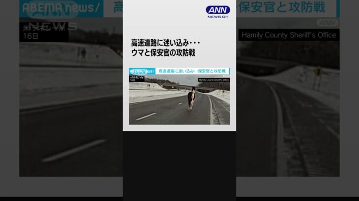 高速道路にウマが…保安官と攻防戦 #shorts