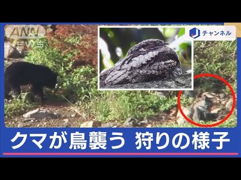 クマvsヨタカ エサ不足が影響？食に変化か 専門家警鐘　“足跡発見”小学校に居座る？【スーパーJチャンネル】(2024年1月24日)