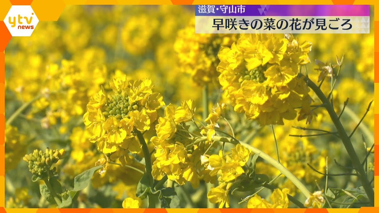 早咲きの菜の花「寒咲花菜」が見頃　約1万2000本が真っ白に雪化粧した山々と対照的なコントラスト