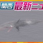 【ニュースライブ 2/19(月)】大阪湾のクジラ「死んだ」/男児がミートボールをのどに詰まらせ死亡 支援施設の理事長ら書類送検/150回記念「都をどり」　ほか【随時更新】