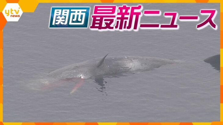 【ニュースライブ 2/19(月)】大阪湾のクジラ「死んだ」/男児がミートボールをのどに詰まらせ死亡 支援施設の理事長ら書類送検/150回記念「都をどり」　ほか【随時更新】