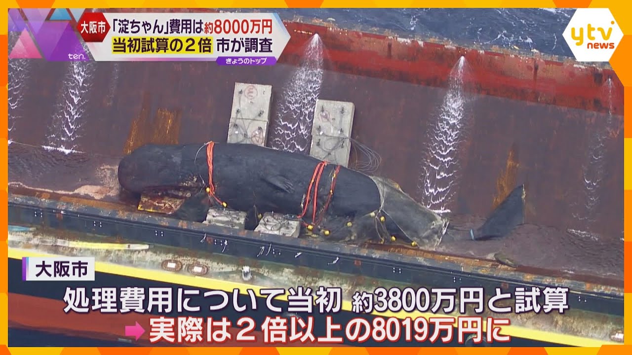 クジラ「淀ちゃん」処理費用は“当初試算の2倍”約8千万円 大阪市は契約手続きに問題なかったか調査