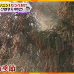 今年の花粉　飛散のピークは例年より早い2月中旬か「雨上がりで気温が急上昇」「春一番」の日は注意