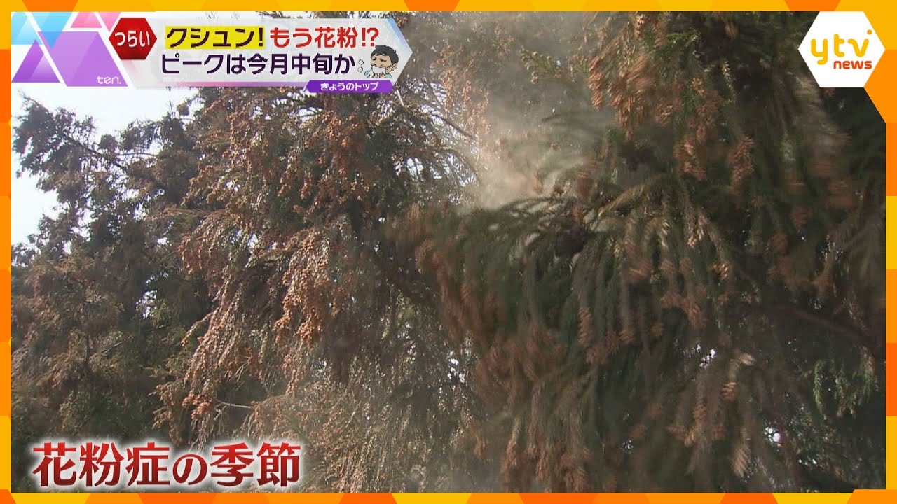 今年の花粉　飛散のピークは例年より早い2月中旬か「雨上がりで気温が急上昇」「春一番」の日は注意
