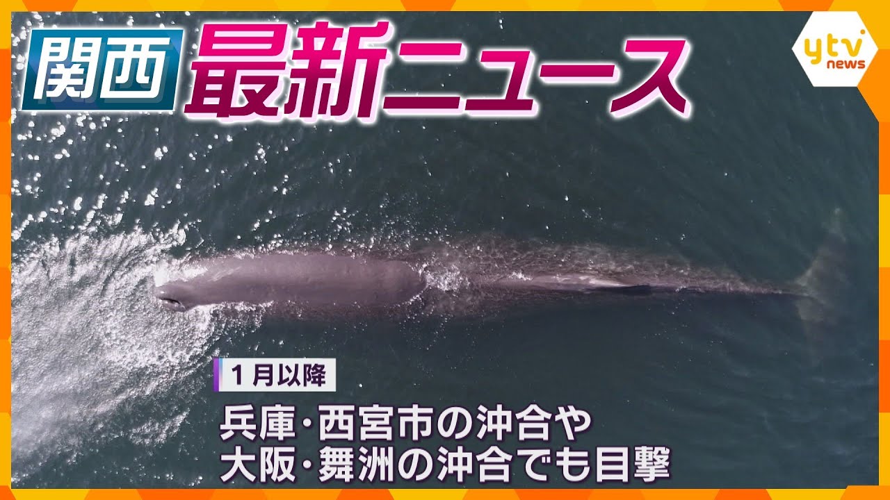 【ニュースライブ 2/7(水)】大阪湾のクジラ衰弱か/堀と石垣を発見“幻の城” 坂本城か/中国の春節「爆買い」どうなる？　ほか【随時更新】