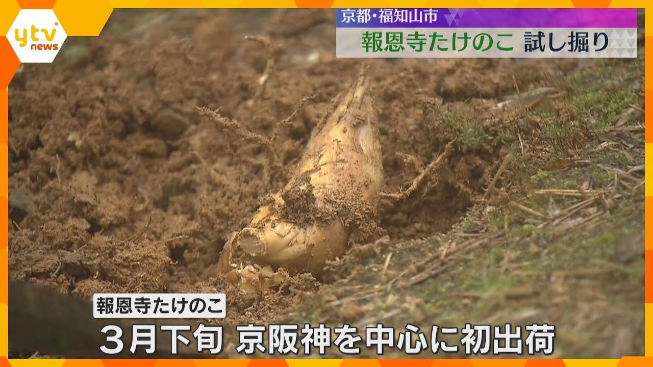 作柄は…タケノコの里で試し掘り　収穫は去年の3分の1程度か「報恩寺たけのこ」3月下旬から出荷へ
