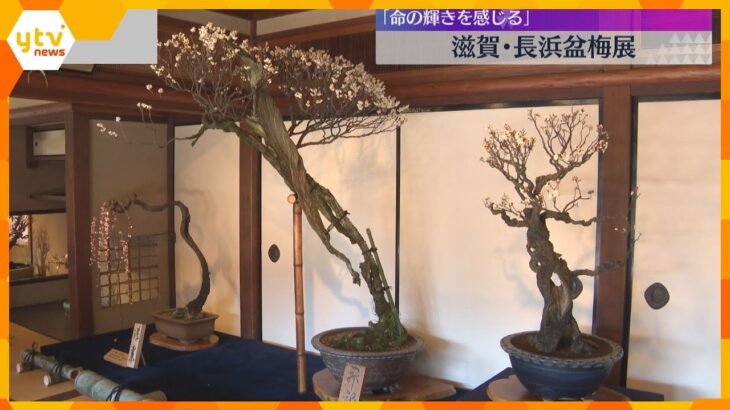 樹齢400年の甘い香りに「心に感動が広がる」早春彩る盆梅展　300鉢の名木が一堂に　滋賀・長浜市