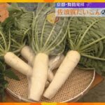 「ほんのり苦味がある、昔ながらのおいしさ」京の伝統野菜『佐波賀だいこん』収穫ピーク　京都・舞鶴市