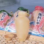 中の熱燗を飲み干した後はそのまま「酒の肴」に…京都・宮津市の名産「徳利いか」づくりが最盛期迎える
