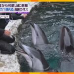 石川の水族館から避難したイルカ死ぬ　能登半島地震で被災　28歳の高齢のオス「安らかな旅立ちを」
