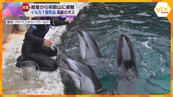 石川の水族館から避難したイルカ死ぬ　能登半島地震で被災　28歳の高齢のオス「安らかな旅立ちを」