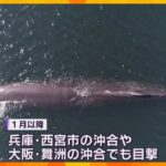 死んだ場合は「地中に埋める」か「海の底に沈める」大阪湾のクジラ、潮を吹くも衰弱か　府が対応を検討