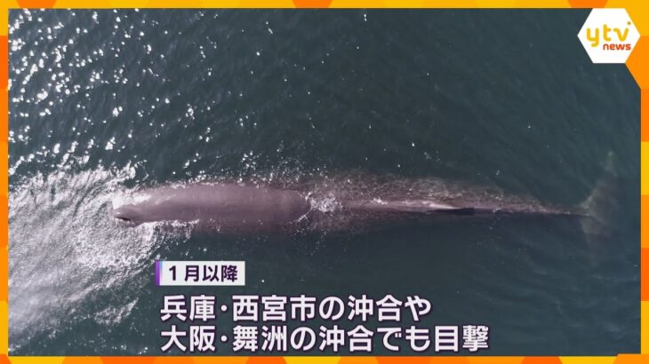 死んだ場合は「地中に埋める」か「海の底に沈める」大阪湾のクジラ、潮を吹くも衰弱か　府が対応を検討