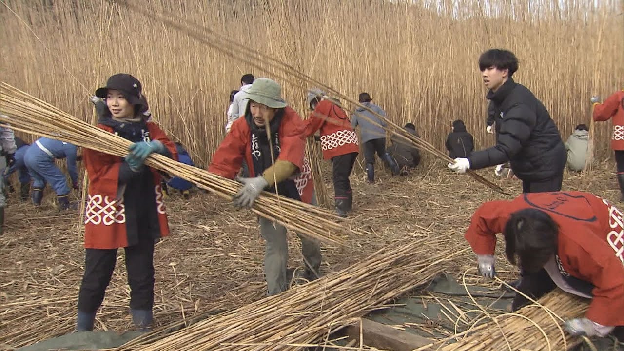 琵琶湖の水辺でヨシ刈り　大阪・関西万博で小山薫堂さん手がけるパビリオンの屋根の材料として活用へ　