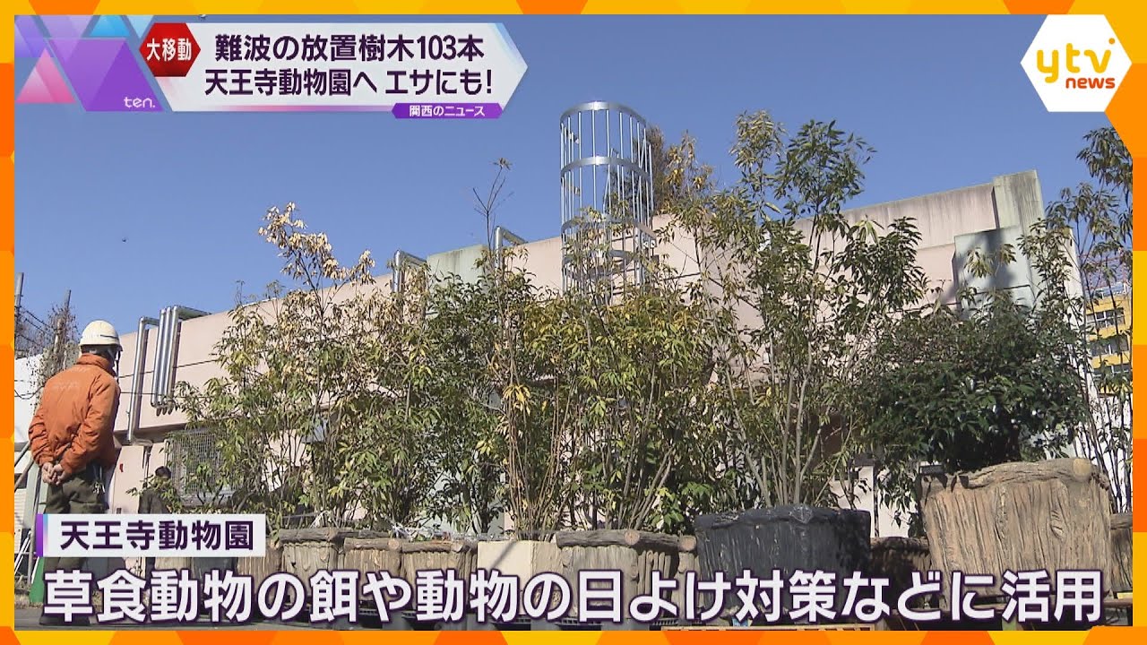「ニュースで見て、ええな欲しいなと」難波に長年放置の樹木が天王寺動物園に　草食動物のエサにも