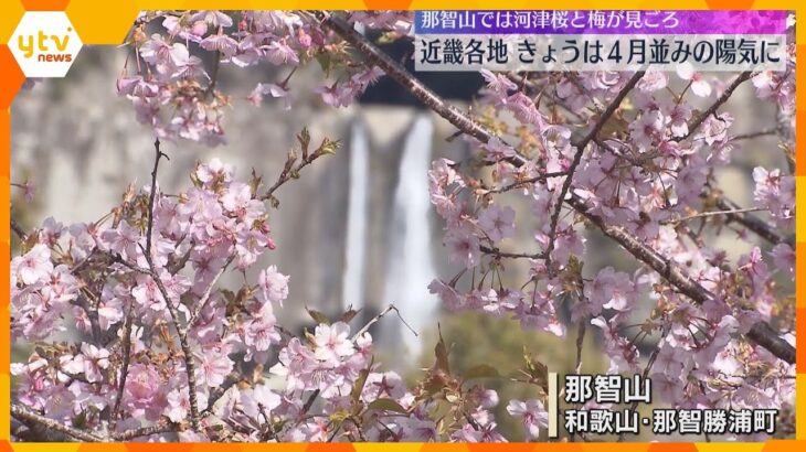 和歌山・那智勝浦町で河津桜や梅が見ごろ　近畿各地で4月並みの陽気に