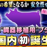 【イブスキ解説】『異種移植』ブタ🐷➡ヒト👨へ “特殊なブタ”が国内で“初”誕生　研究が進む中、法整備や倫理的な課題は？