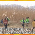 ３メートル以上の“ヨシ“を次々に…知事や地元住民らが刈り取り作業「滋賀県にとって琵琶湖は大切」