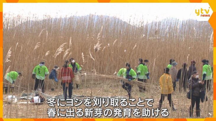 ３メートル以上の“ヨシ“を次々に…知事や地元住民らが刈り取り作業「滋賀県にとって琵琶湖は大切」